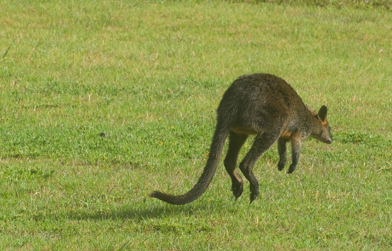 Wallaby