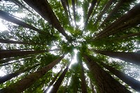 Red Woods