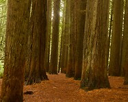 Red Woods
