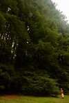 Red Woods