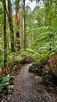 Triplet Falls Track