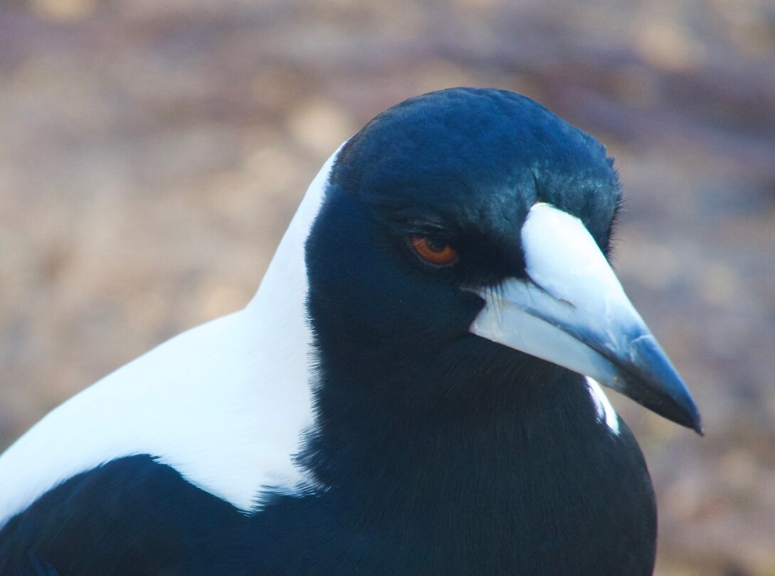 Magpie