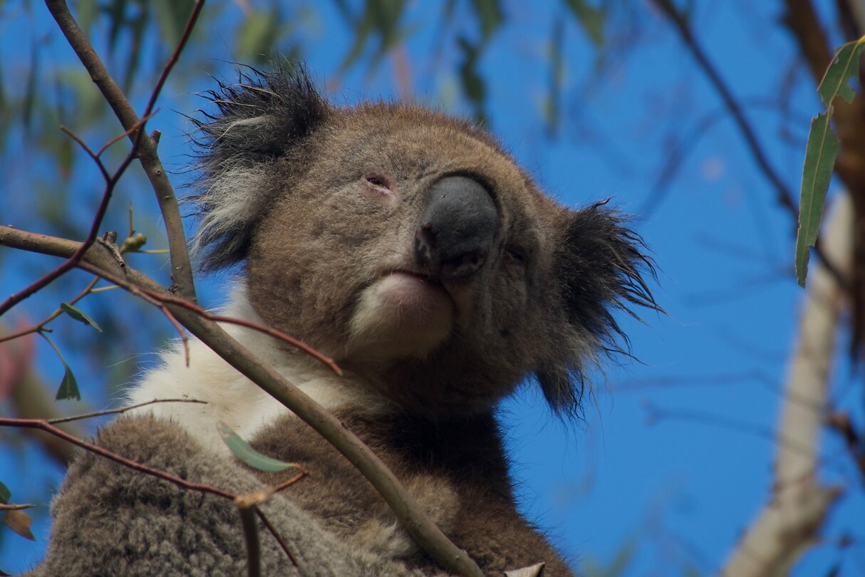 Koala
