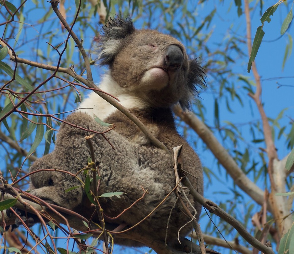Koala