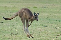 Joey