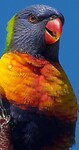 Regenbooglori