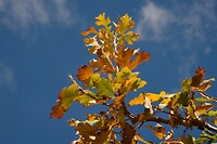 Herfst