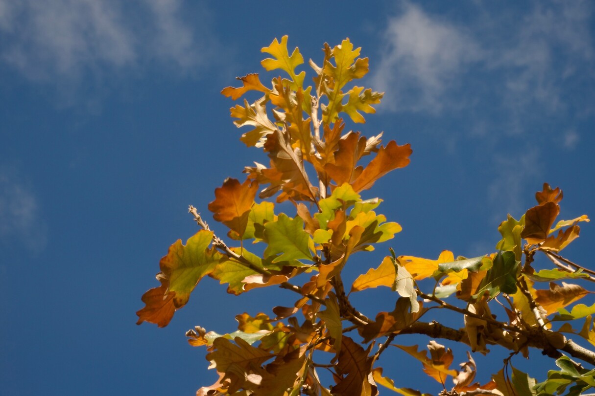 Herfst