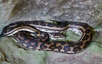 Australische Ruitpython