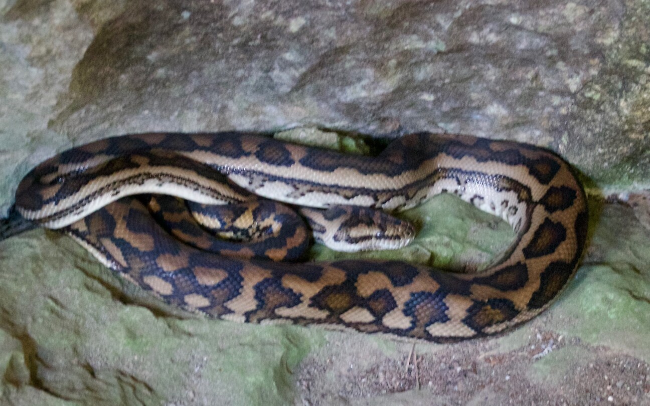 Australische Ruitpython