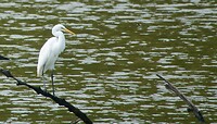 Australische Zilverreiger