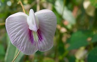 Vlindererwten