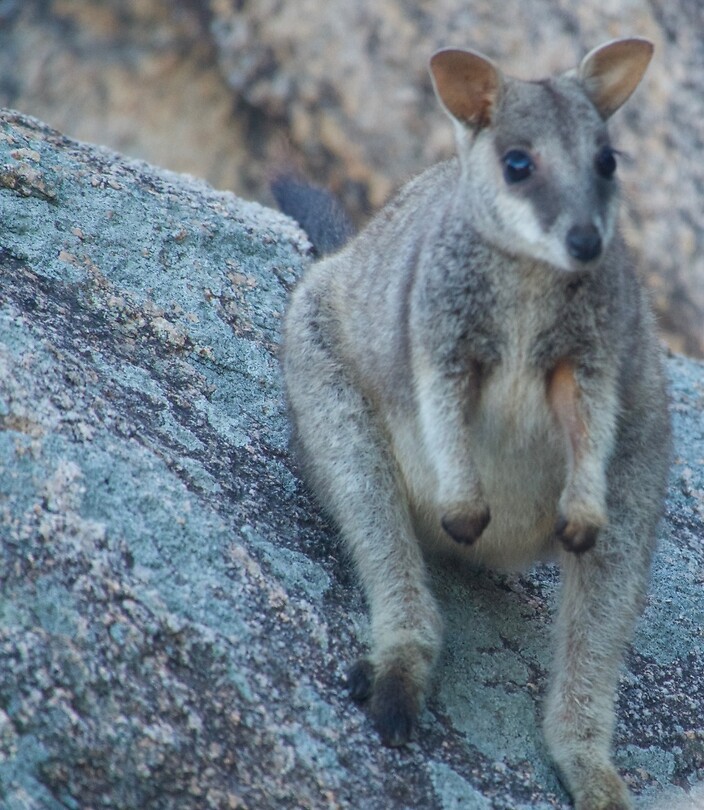 Rockwallabie