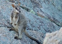 Rockwallabie