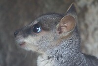 Rockwallaby