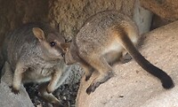 Rockwallabies