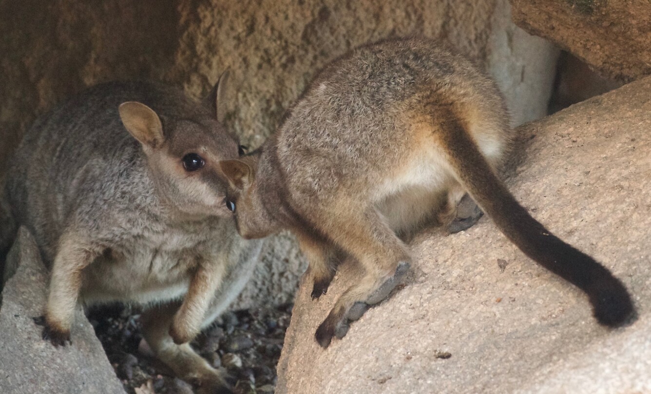 Rockwallabies