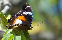Common Eggfly