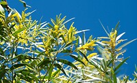 Earleaf Acacia
