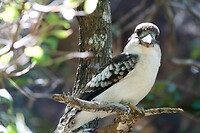 Kookaburra