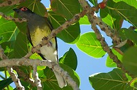 Groene vijgvogel