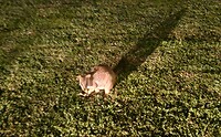 Wallabies bij het zwembad