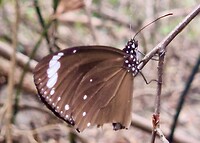 Oleander Vlinder