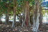 Fig Tree