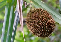 Jack Fruit