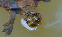 Mary River Turtle