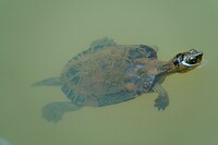 Mary River Turtle
