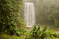 Millaa Millaa
