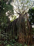 Curtain Fig Tree