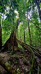 Mossman Gorge