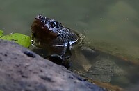 Mary River Turtle