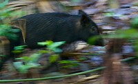 Mossman Gorge