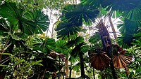 Fan Palm