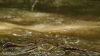 Zoutwaterkrokodil