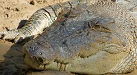 Zoutwaterkrokodil Dusty