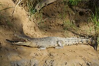 Zoutwaterkrokodil Dustu