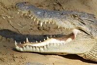 Zoutwaterkrokodil