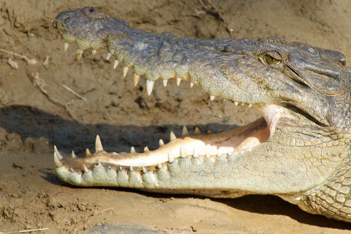 Zoutwaterkrokodil