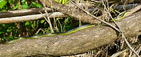 Groene Boomslang