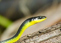 Groene boomslang