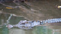 Zoutwaterkrokodil