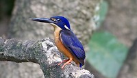 Azuurijsvogel