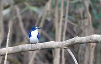 Papoea IJsvogel