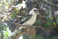 Kookaburra