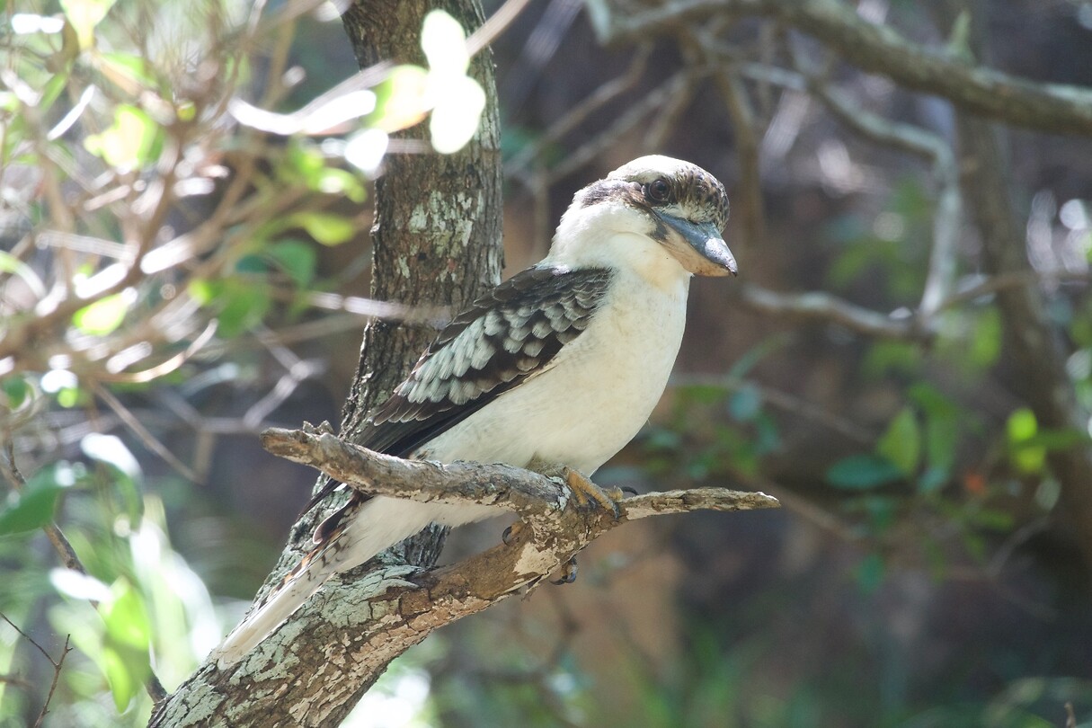 Kookaburra