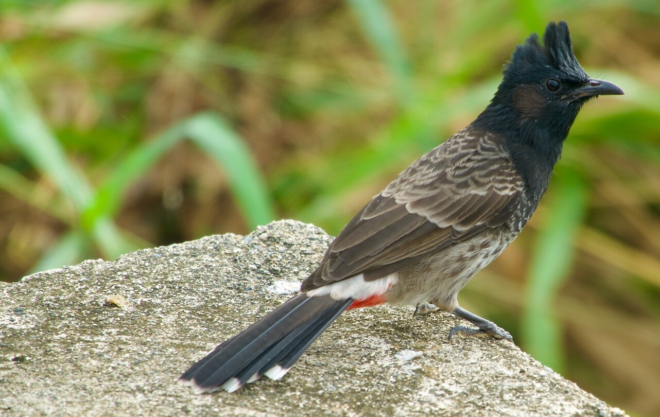 Roodbuikbuulbuul